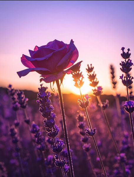 éclat de rose dans un souffle de lavande von Christina Bauer Photos