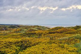 Blåvand Dünen Landschaft in Dänemark an der Nordsee von Martin Köbsch