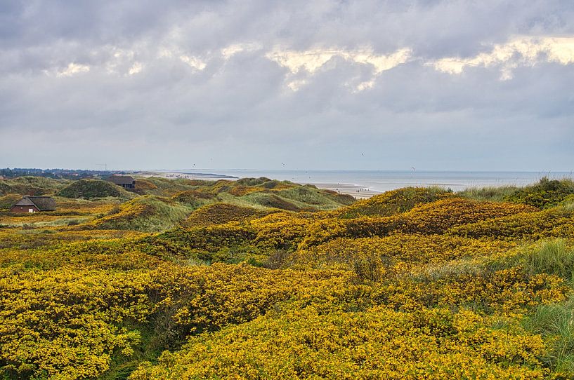 Blåvand duinlandschap in Denemarken aan de Noordzee van Martin Köbsch