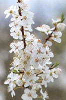 Zwetschgenblüten