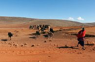Masai herder met kudde bij de Ngorongoro krater, Tanzania. van Alida Stuut thumbnail