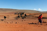 Masai herder met kudde bij de Ngorongoro krater, Tanzania.
