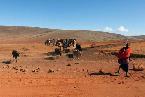 Massai-Hirte mit Herde im Ngorongoro-Krater, Tansania.