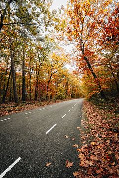 Couleurs d'automne le long de la route