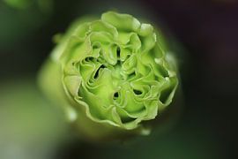 Eustoma in the button by Bärbel Severens