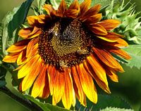 Zonnebloem met bijen
