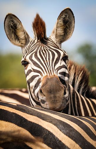 Relaxed zebra, South Africa by WiWo