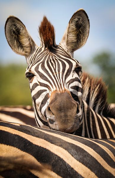 Relaxed zebra, South Africa by WiWo