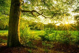 Coucher de soleil automnal dans la forêt de Veluwe sur Sjoerd van der Wal Photographie