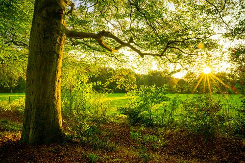 Herfstbos zonsondergang op de Veluwe