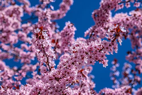 Délicates fleurs dans le ciel printanier
