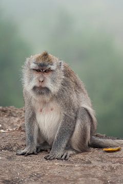 Trächtiger Makaken-Affe