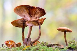 Pilze Herbstwald von shoott photography