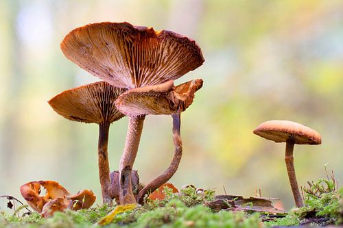 Paddenstoelen herfst bos