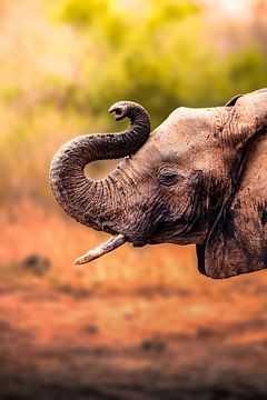 Olifantenkop met slagtand en gekrulde slurf in Kenia van Fotos by Jan Wehnert