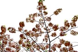 SPRING 2 by Miroslav Ptacek