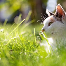 Cat in the sunshine by Miranda van Hulst