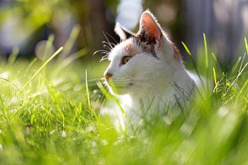 Kat in het zonnetje