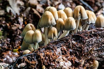 Bracket fungus by Mark Balster