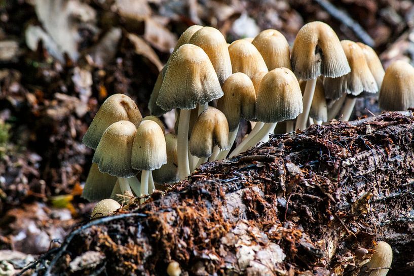 Bracket fungus by Mark Balster