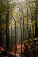 Atmosphärischer Wald