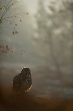 Northern Eagle Owl (Bubo bubo) sitting on some rocks, early morning, hazy backlit situation, at dawn
