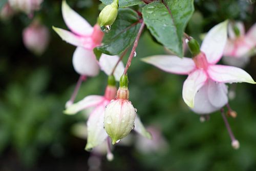 Orchidée avec goutte de pluie
