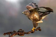 Wintering Common Buzzard (Buteo buteo) by Beschermingswerk voor aan uw muur thumbnail