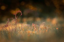 Grasses in the morning light by Jan