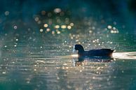 Blässhuhn (Fulica atra) schwimmt in goldenem Licht von Richard Guijt Photography Miniaturansicht