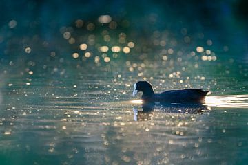 Meerkoet (Fulica atra) zwemt in gouden licht