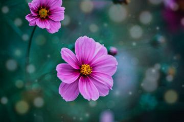 paarse cosmea bloem | fine art foto van Eva Capello