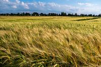 A corn field in summer