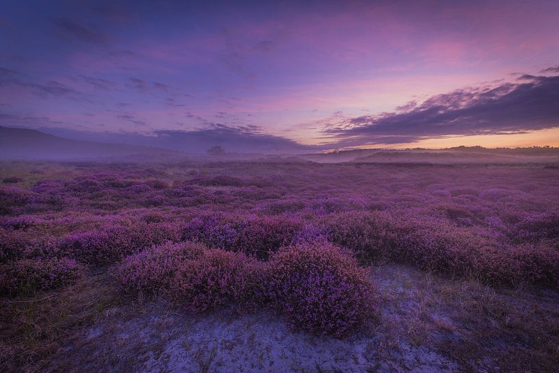 Heather at dusk by peterheinspictures