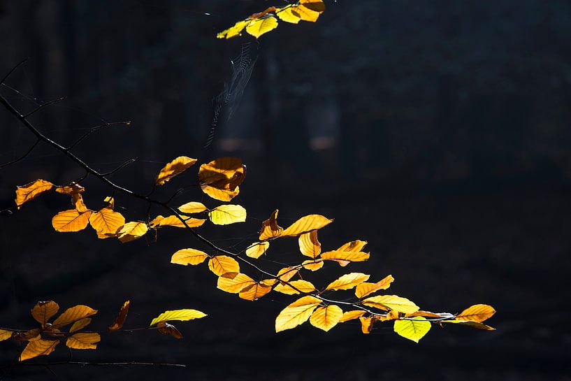 Golden leaves by Barbara Brolsma