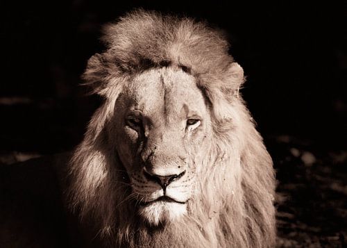 Senegal; Bandia; The Lion, The Mirror of the Soul