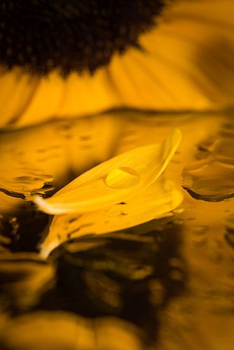 Het verloren blaadje met druppel vaart weg van de zonnebloem