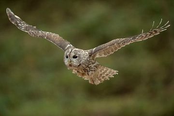 Bosuil ( Strix aluco ) in vlucht, vluchtfoto van wunderbare Erde