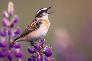 Braunkehlchen (Saxicola rubetra) singt auf Lupinen