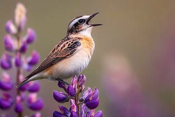 Bruine boszanger (Saxicola rubetra) zingt op lupines