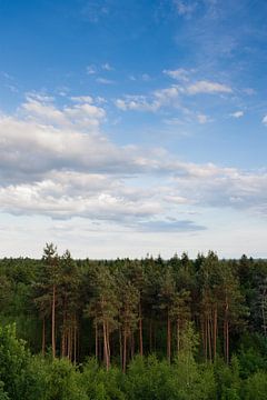 Paysage forestier sur Evelyne Renske