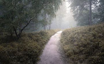 Forêt dans le brouillard sur Nils Steiner