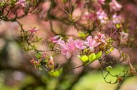 Blossoms von Beau Aimée Mols Miniaturansicht