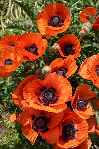 Rode klaprozen en groene bladeren 4