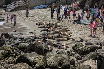 La Jolla strand San Diego, Californië USA met mensen en zeeleeuwen in de zomer van Mohamed Abdelrazek