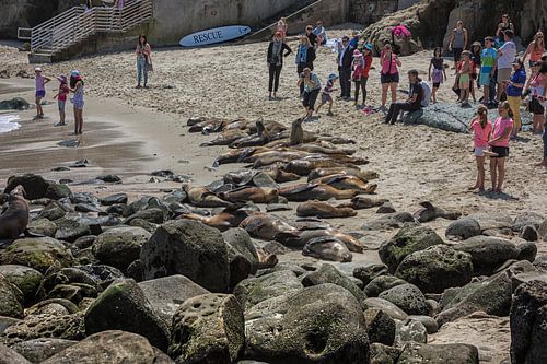 La Jolla strand San Diego, Californië USA met mensen en zeeleeuwen in de zomer