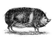 Schwein von 1871 von Peter Hermus Miniaturansicht
