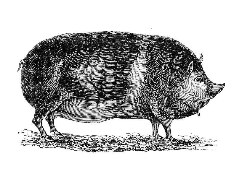 Schwein von 1871 von Peter Hermus