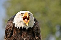 De schreeuw van een Amerikaanse zeearend
