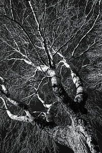 Tronc et branches de bouleau en hiver en noir et blanc sur Dieter Walther